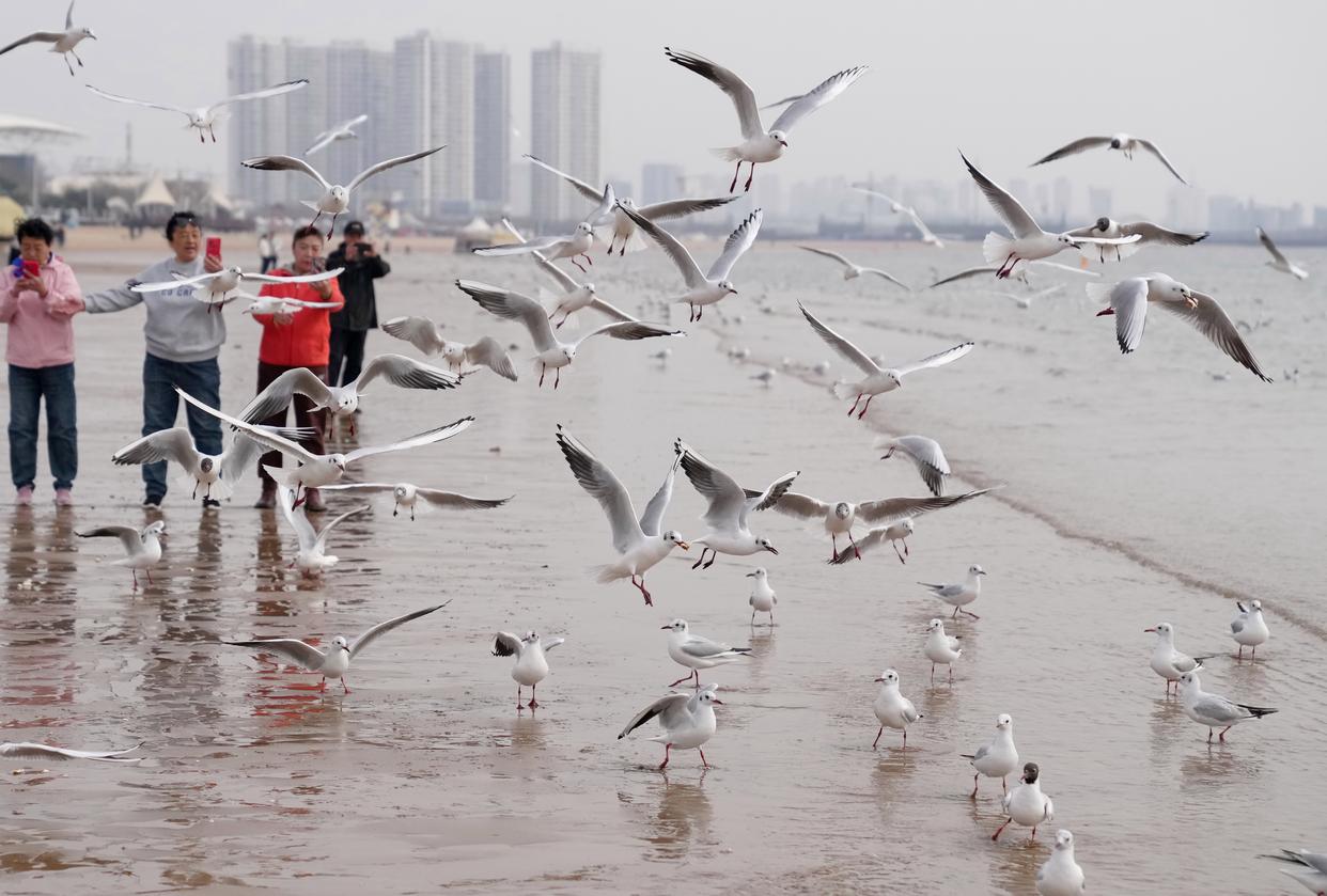 3月18日，游客在河北省秦皇岛市金梦海湾沙滩上拍摄海鸥。新华社记者 杨世尧 摄