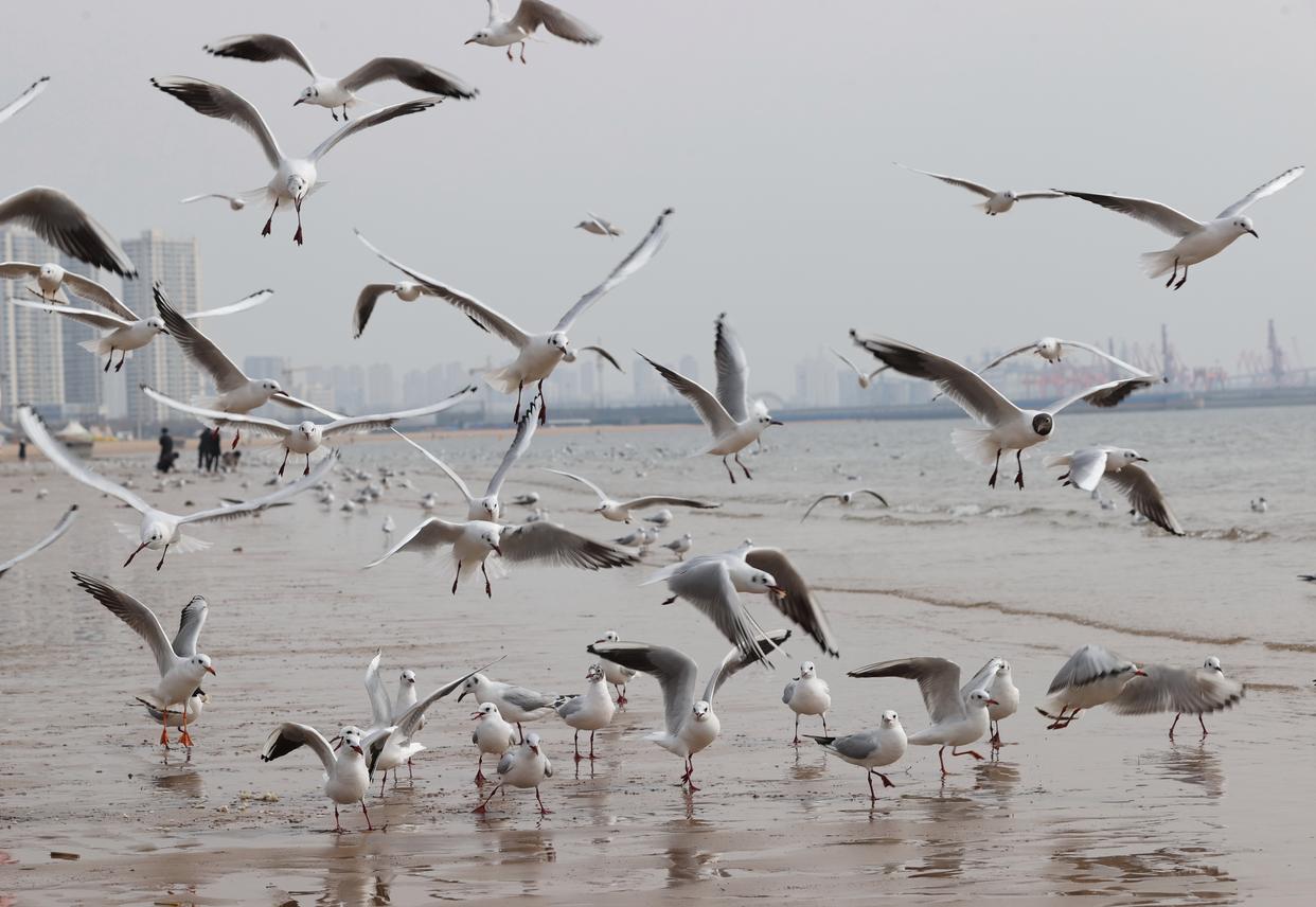 3月18日，海鸥在河北省秦皇岛市金梦海湾海边觅食。新华社记者 杨世尧 摄
