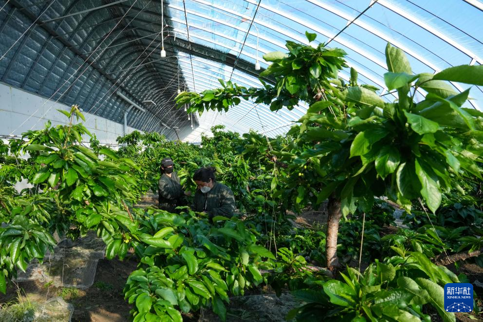 3月18日,在黑龙江省佳木斯市郊区现代农业产业园区温室内,工作人员给