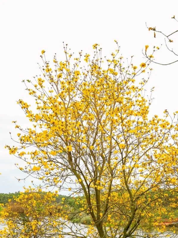 实拍来了肇庆黄花风铃木上线满眼金黄