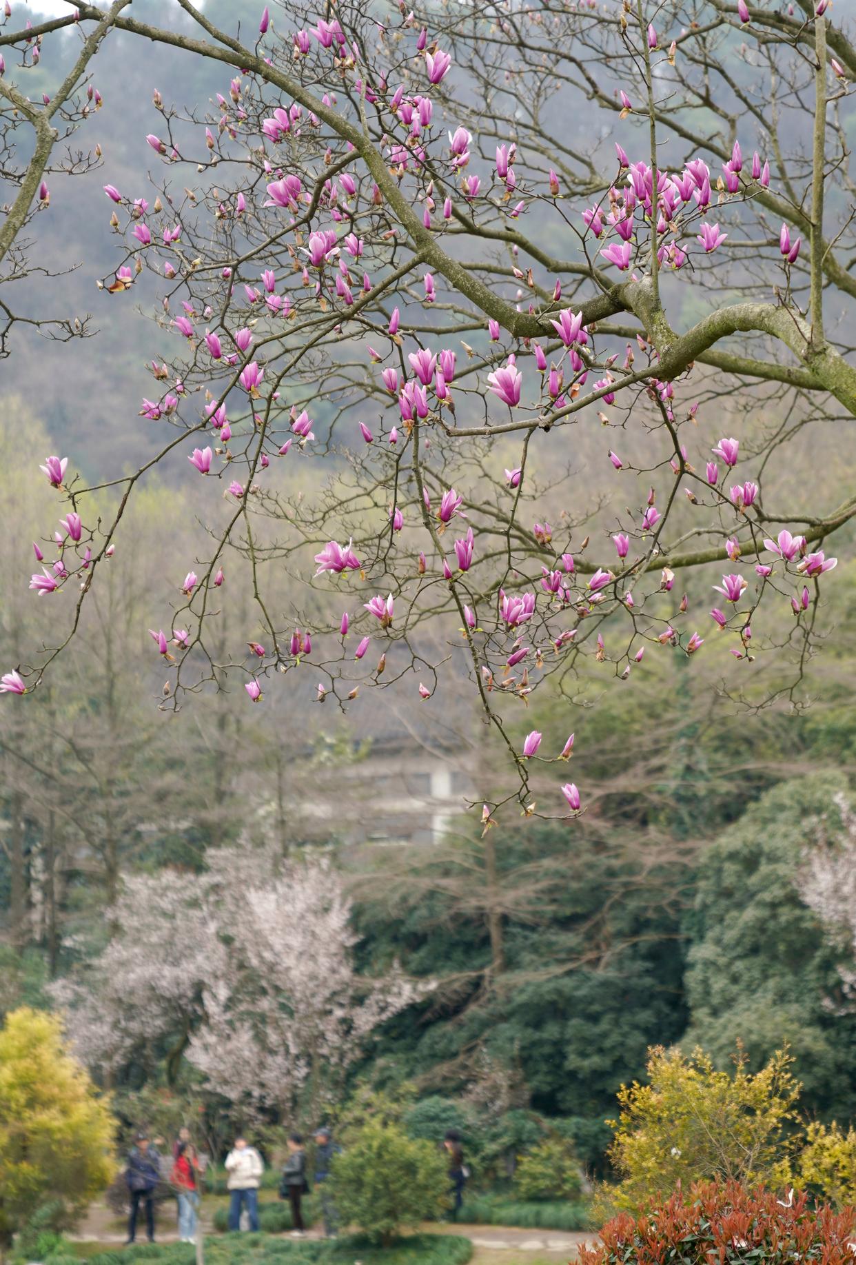 这是杭州太子湾公园的玉兰花(3月18日摄).新华社记者 韩传号 摄