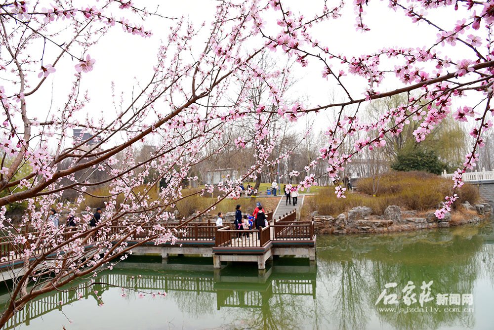 不负好春光 踏春赏花正当时|石家庄市_新浪财经_新浪网