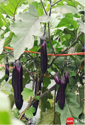 介绍,那柏村土地肥沃,阳光充足,水资源丰富,其地理环境完全符合茄子的