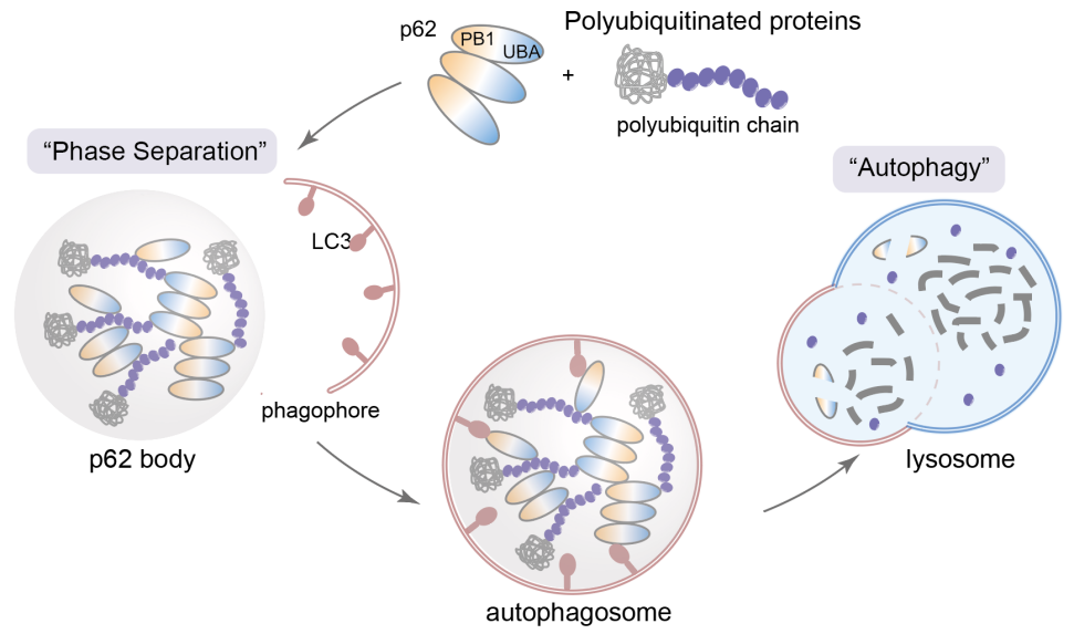 三海洋研究所李增鹏合作开发利用降解凝聚体的蛋白质靶向降解"垃圾桶"