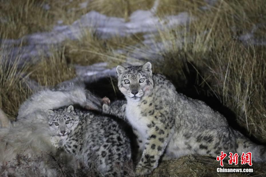 青海天峻3只雪豹"大快朵颐"|青海省_新浪财经_新浪网