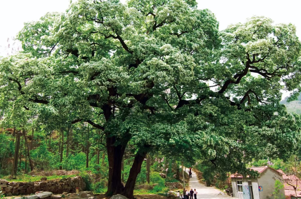 17株,油松11株,酸枣,皂荚和柘各8株,黄杨,流苏各7株,枣5株,朴树4株,鹅