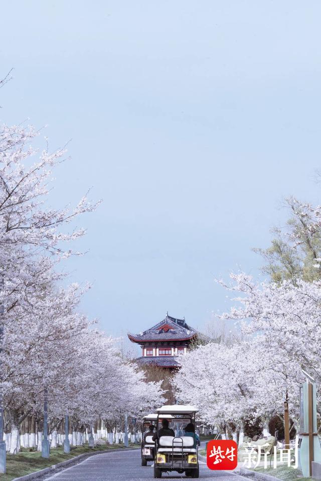 2024"花开盐城"文化旅游季暨大洋湾第十届樱花月启幕|樱花_新浪财经