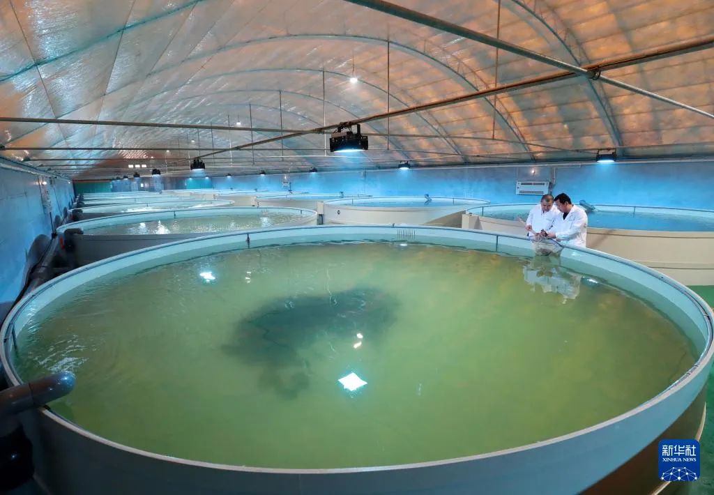 河北唐山:特色海产养殖促增收