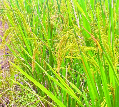 揭示了稻作区有机替代对水稻产量和温室气体排放的影响,提出了稻作区