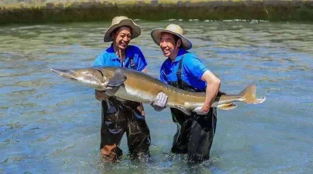 四川雅安市天全县天全当地养殖的鲟鱼.