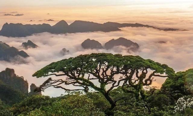 第三届"全国古树名木保护摄影大赛"启动 这一次它叫"剑阁杯"|摄影_新