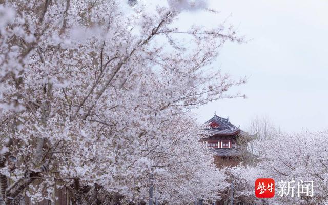 2024"花开盐城"文化旅游季暨大洋湾第十届樱花月启幕|樱花_新浪财经