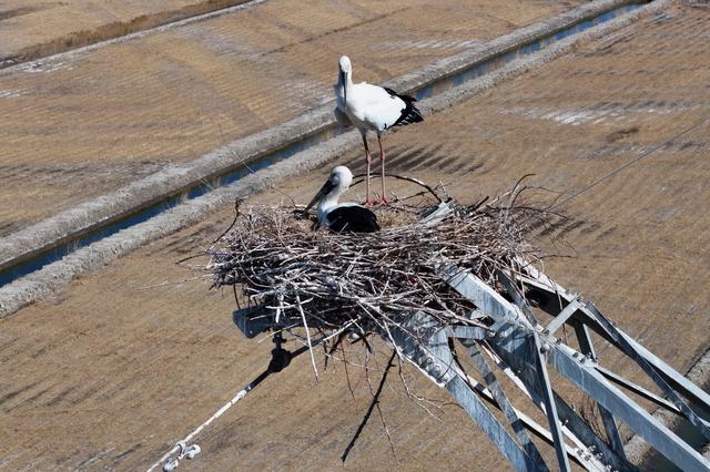 3月20日，东方白鹳在唐山市丰南区黑沿子镇沿海湿地的鸟巢中孵化鸟宝宝（无人机照片）。新华社记者杨世尧摄