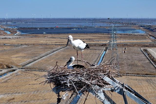 3月20日，东方白鹳在唐山市丰南区黑沿子镇沿海湿地的鸟巢中孵化鸟宝宝（无人机照片）。新华社记者杨世尧摄