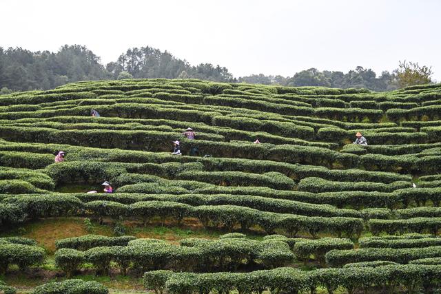 3月20日,茶农在广西昭平县一处茶园采摘春茶.新华社记者 曹祎铭 摄