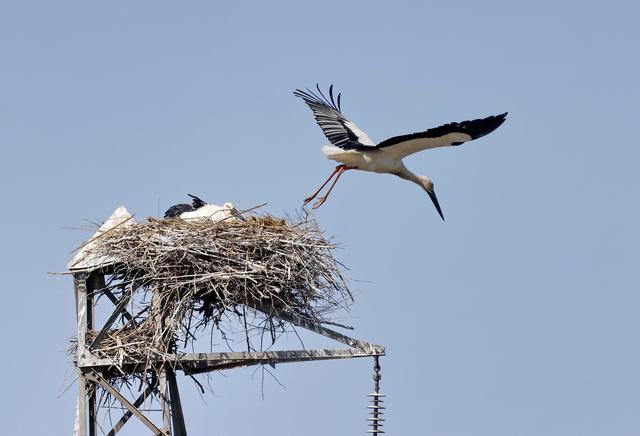 3月20日，东方白鹳在唐山市丰南区黑沿子镇沿海湿地的鸟巢中孵化鸟宝宝。新华社记者杨世尧摄