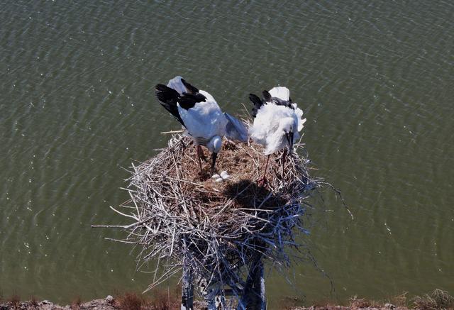 3月20日，东方白鹳在唐山市丰南区黑沿子镇沿海湿地的铁塔上修补鸟巢（无人机照片）。新华社记者杨世尧摄