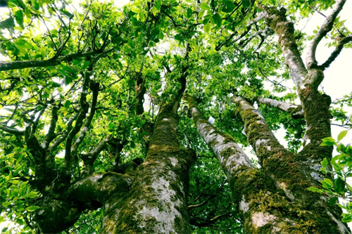 云南古茶林彩云网评特约评论员 丁铁近日,景迈山茶林文化景区发布通告
