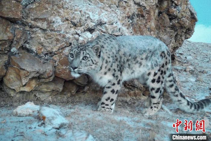 班戈县门当乡一雪豹闯入牧民羊圈"肇事"并被困,随之被放生的事件