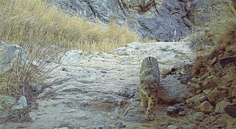 雪豹被誉为"雪山之王"(安南坝管护中心供图)