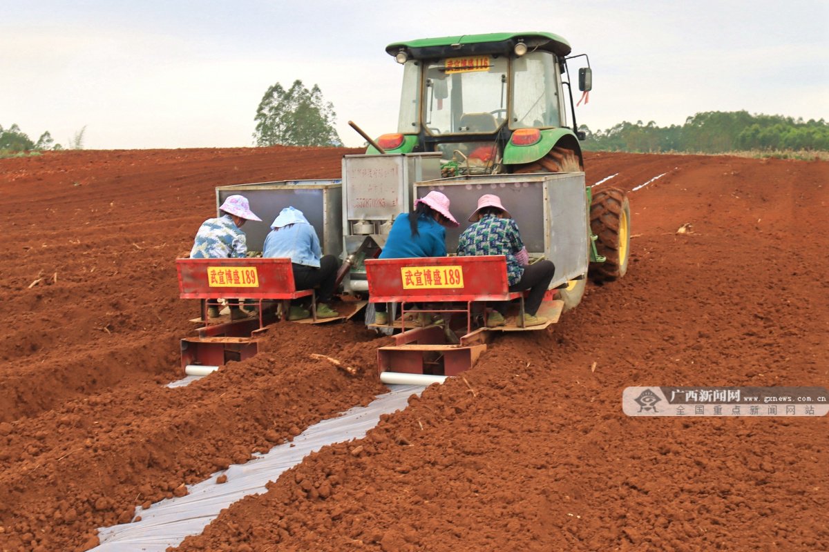 农户使用北斗导航自动驾驶的甘蔗耕种机种植甘蔗