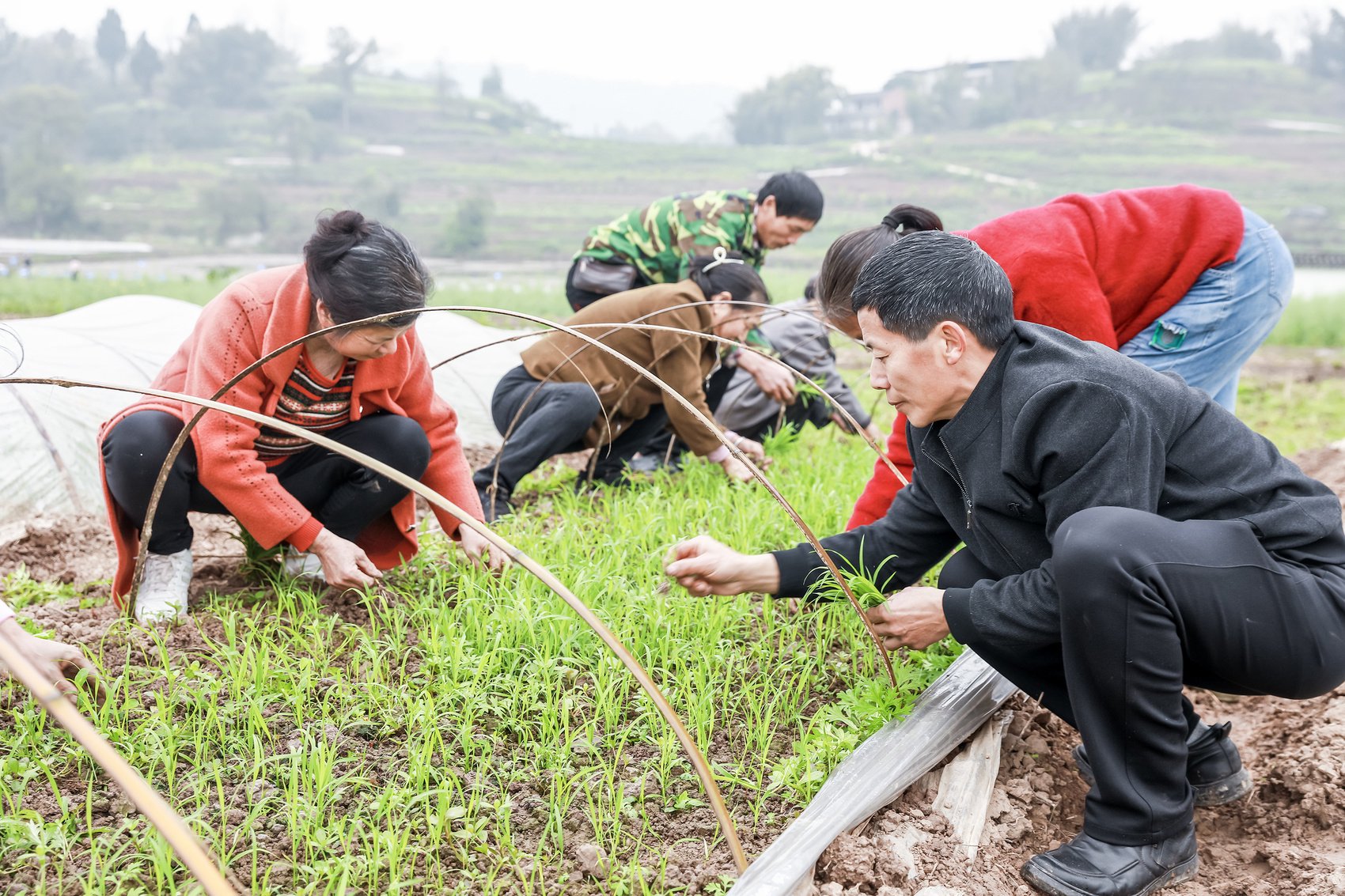 四川最早播种水稻地区春分插下"第一秧"