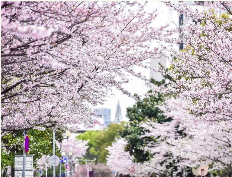 同济大学往年樱花盛开的景象.