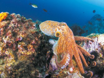 章鱼拥有最古老性染色体