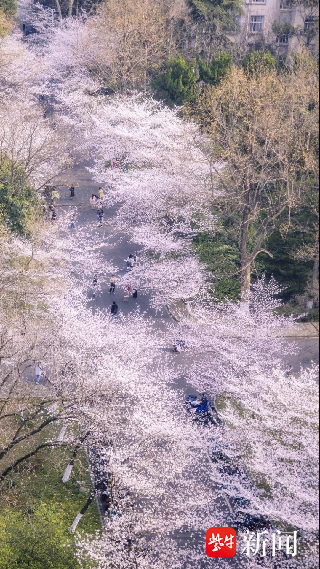 本报推出24小时不间断慢直播,邀你"云赏"南林樱花|樱花_新浪财经_新浪