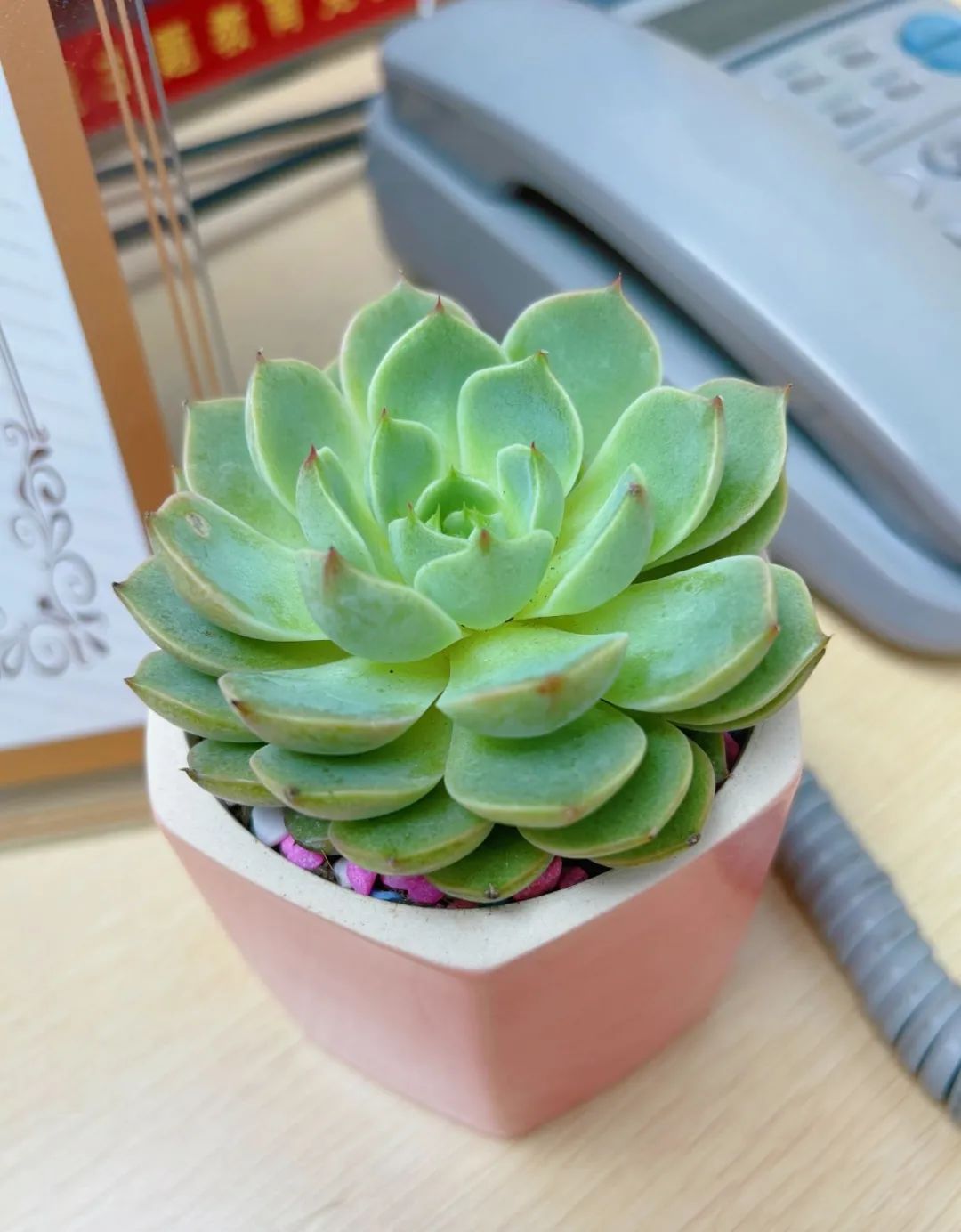 遇见多肉,治愈心情感觉好像所有的疲倦都瞬间消散了抬头就能看到绿油