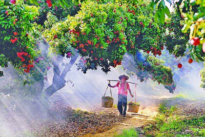 "致富果"助力农户增收|产业园_新浪财经_新浪网