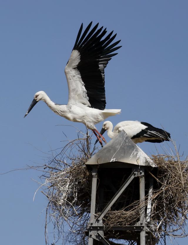 3月20日，东方白鹳在唐山市丰南区黑沿子镇沿海湿地的铁塔上修补鸟巢。新华社记者杨世尧摄