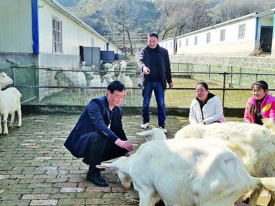     陕西省宝鸡市陇县天成镇张家山村大力发展奶山羊产业。资料图片