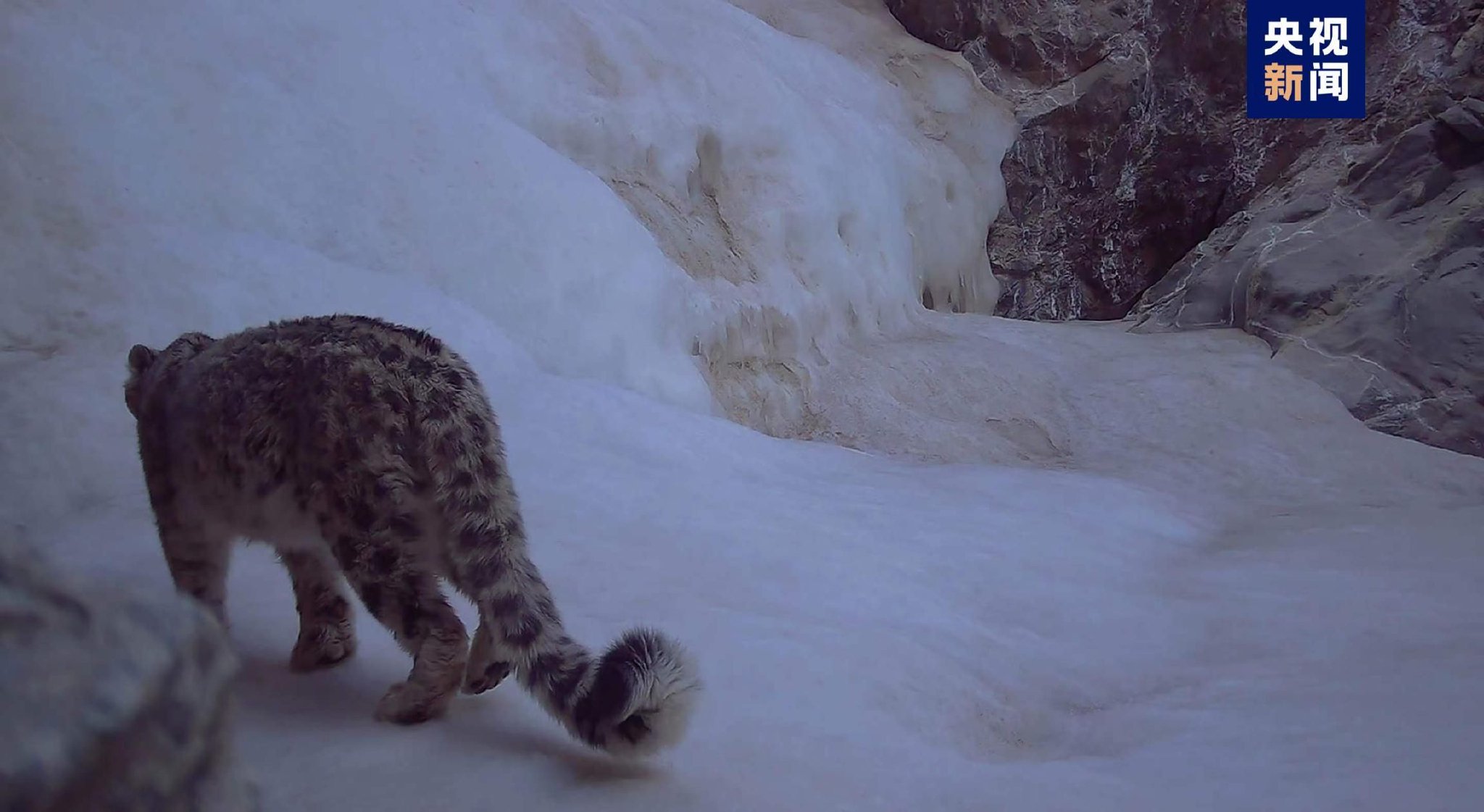 "雪山之王"频频亮相!