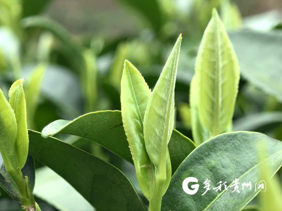 贵州独山:春茶飘香富农家_新浪财经_新浪网