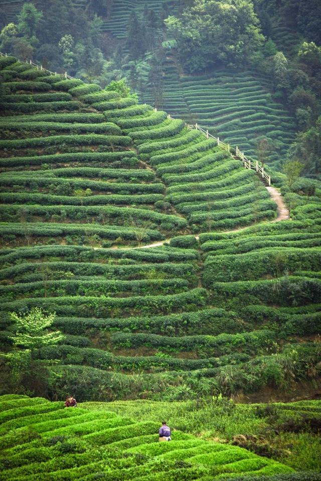 踏青赏花正当时 四川雅安发布3条春季精品旅游线路_新浪财经_新浪网