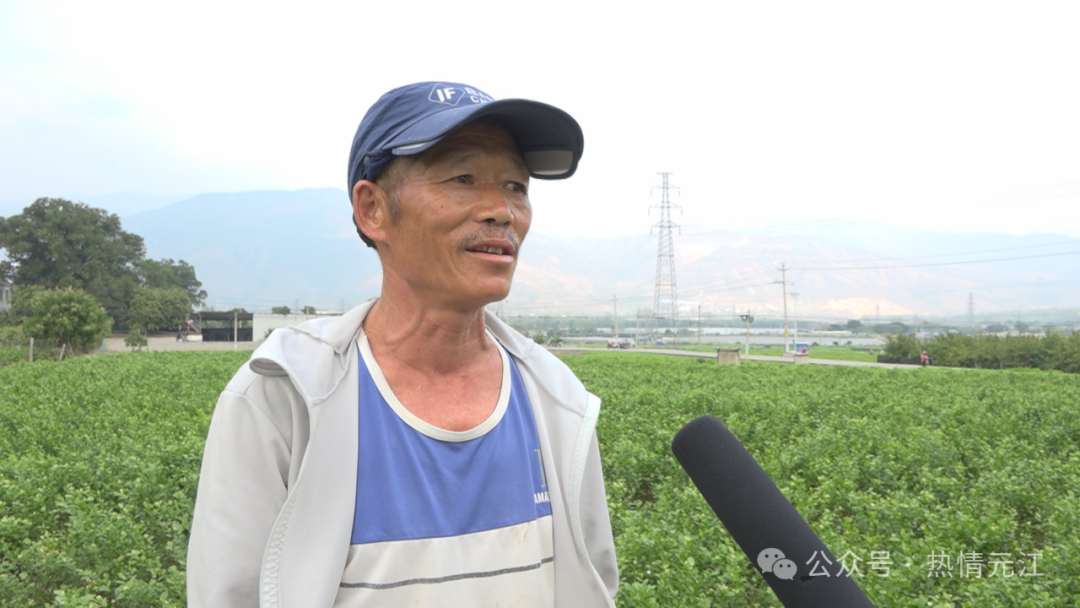 今年元江茉莉花价创历史新高|茶叶_新浪财经_新浪网