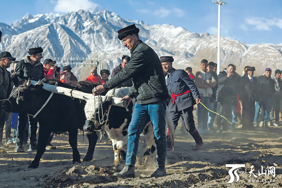 塔吉克自治县瓦尔希迭村,村民为游客展示传统的"二牛抬杠"犁地方式