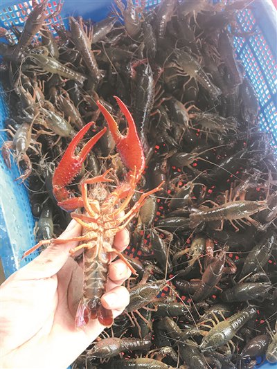 刚捕捞上来的小龙虾&nbsp;受访者供图