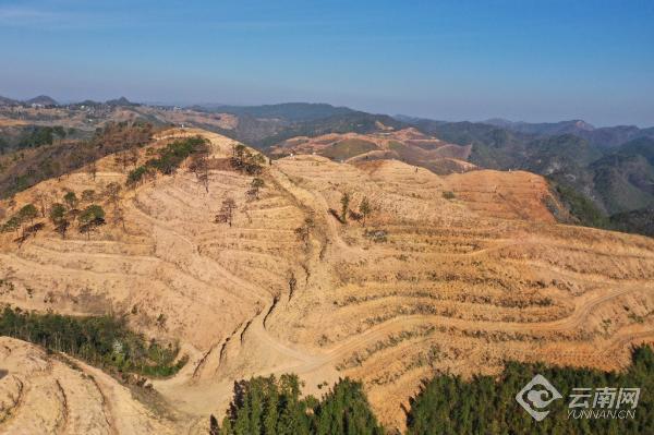 杨柳井乡通过村投公司流转扣莱村的"石漠荒山"种植仙人掌&nbsp;袁伸尉
