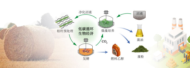 纤维素乙醇和小球藻联产的低碳循环生物经济模式图。中国农科院供图