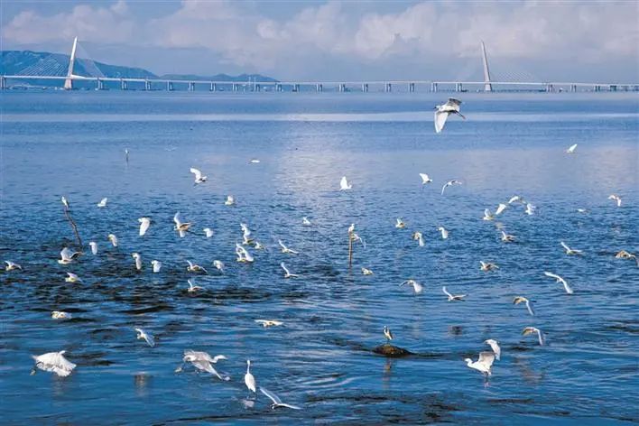 注意！深圳该海域禁渔期拟再延五年_新浪财经_新浪网