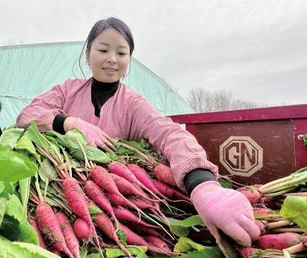 成县店村大寨群众将采收的水萝卜装车.