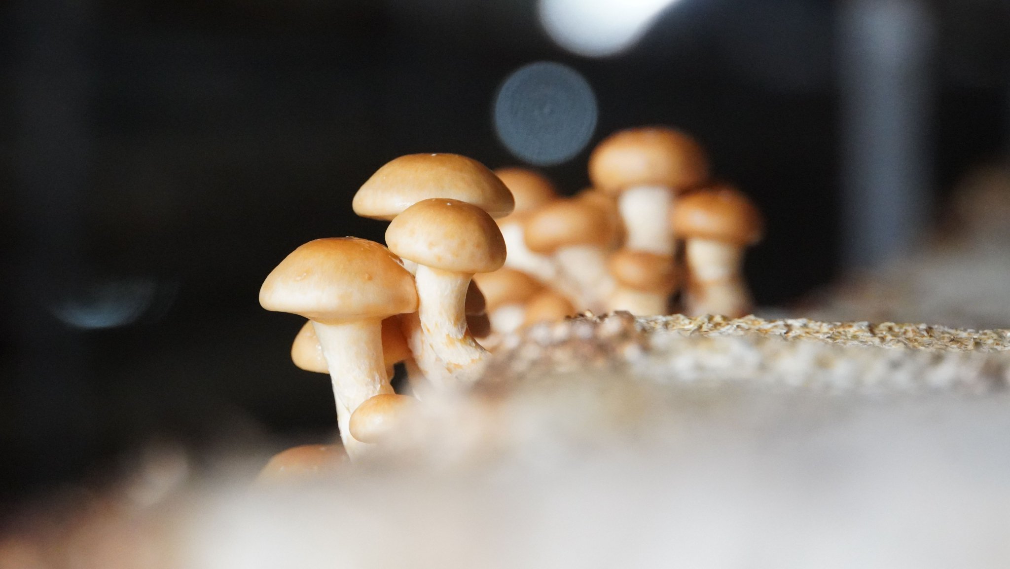 食用菌产业园里的滑子菇