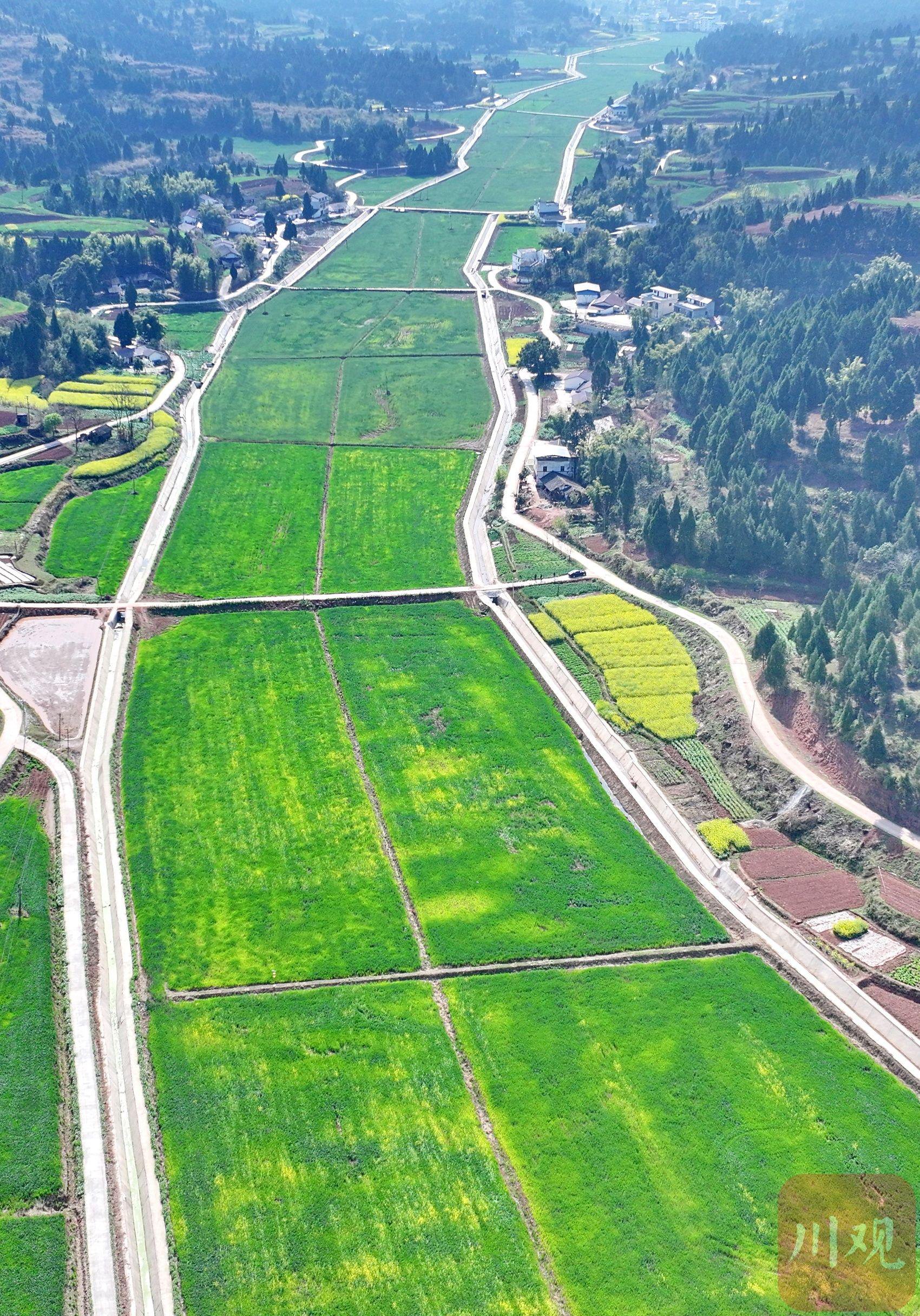 2024年3月21日,四川省南充市嘉陵区金凤镇建设好的高标准农田小麦和