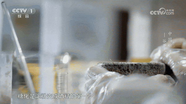 |空气中的酵母菌将麦芽汁中的糖转化为酒精，并释放二氧化碳，这个过程与现代啤酒有相似之处。 图源/《中国酿造》纪录片