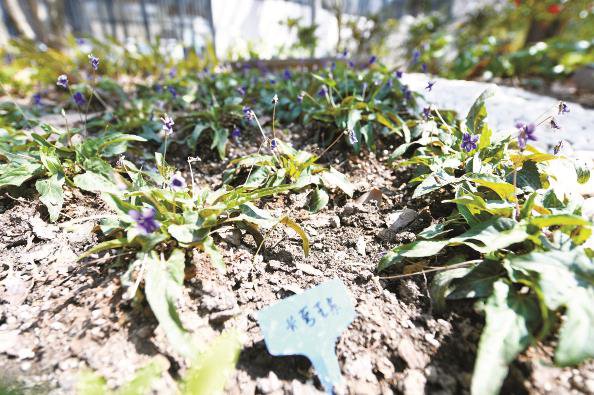 原生"土著"植物长萼堇菜