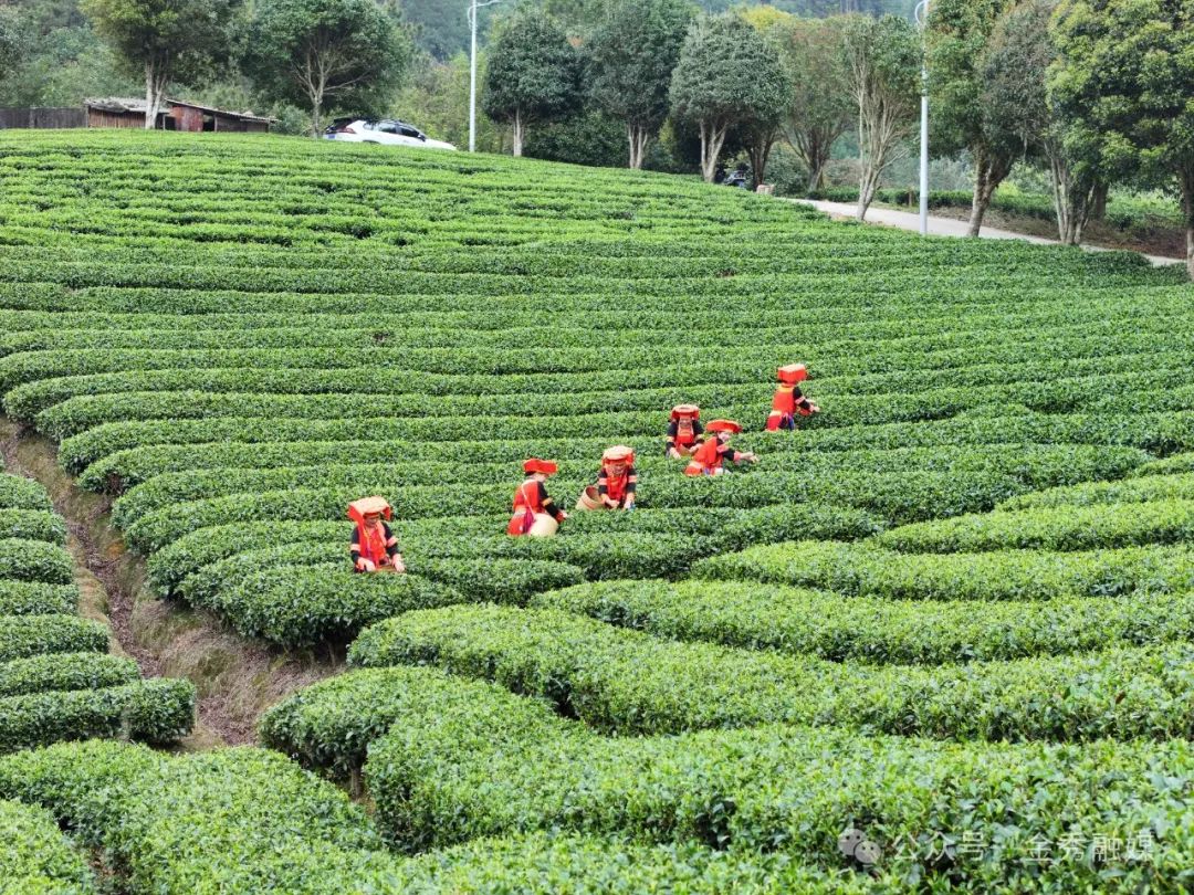 金秀大樟:春茶采摘季 "喊茶"催新芽_新浪财经_新浪网