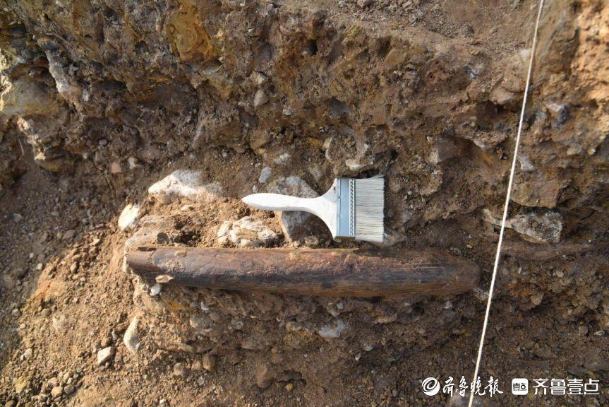 山东十万年前有大象跋山遗址群获评全国十大考古新发现