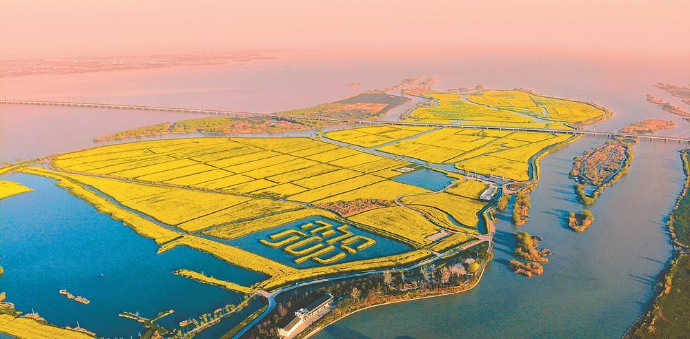 一湖春花到高邮|花海_新浪财经_新浪网